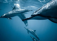 华体会体育-大连人开局遭遇两连败 何塞：用人受局限保持耐心